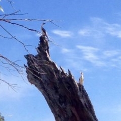 Microcarbo melanoleucos at Belconnen, ACT - 1 Apr 2018 09:05 AM