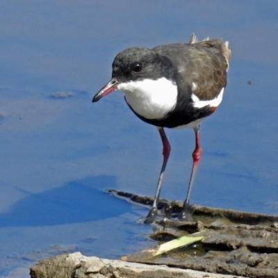 Erythrogonys cinctus (Red-kneed Dotterel) at Jerrabomberra Wetlands - 31 Mar 2018 by RodDeb