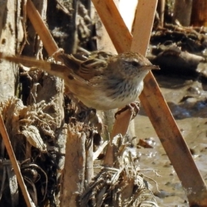 Poodytes gramineus at Fyshwick, ACT - 31 Mar 2018 12:30 PM