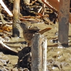 Poodytes gramineus at Fyshwick, ACT - 31 Mar 2018 12:30 PM