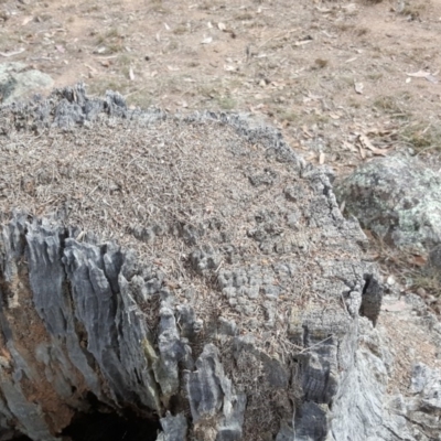 Papyrius nitidus (Shining Coconut Ant) at Symonston, ACT - 1 Apr 2018 by Mike