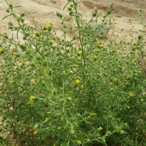 Dittrichia graveolens at Symonston, ACT - 1 Apr 2018