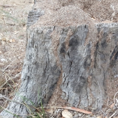 Papyrius nitidus (Shining Coconut Ant) at Symonston, ACT - 1 Apr 2018 by Mike