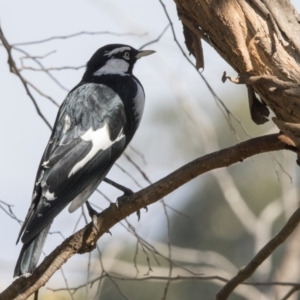 Grallina cyanoleuca at Belconnen, ACT - 31 Mar 2018 11:59 AM