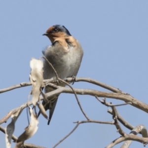 Hirundo neoxena at Belconnen, ACT - 31 Mar 2018