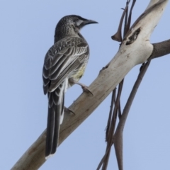 Anthochaera carunculata (Red Wattlebird) at Belconnen, ACT - 31 Mar 2018 by Alison Milton