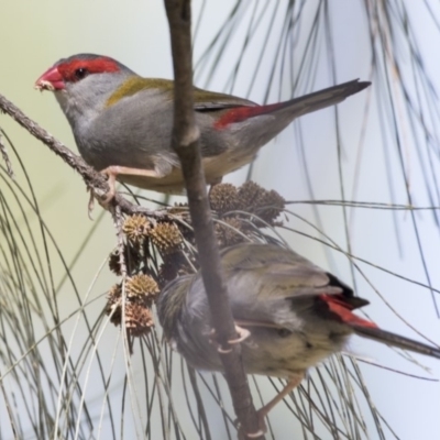 Neochmia temporalis (Red-browed Finch) at Belconnen, ACT - 31 Mar 2018 by Alison Milton