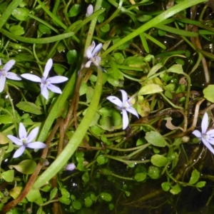 Isotoma fluviatilis subsp. australis at Campbell, ACT - 31 Mar 2018