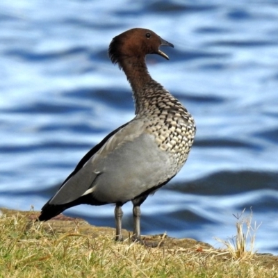 Chenonetta jubata (Australian Wood Duck) at Acton, ACT - 1 Apr 2018 by RodDeb