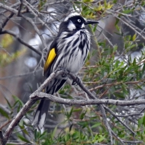 Phylidonyris novaehollandiae at Acton, ACT - 1 Apr 2018