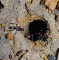 Iridomyrmex purpureus (Meat Ant) at Parkes, ACT - 31 Mar 2018 by JanetRussell