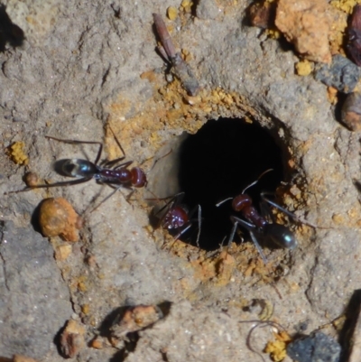 Iridomyrmex purpureus (Meat Ant) at Parkes, ACT - 31 Mar 2018 by JanetRussell