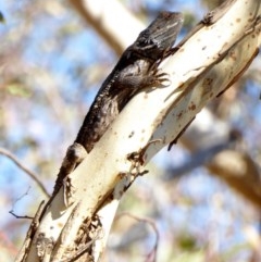 Pogona barbata (Eastern Bearded Dragon) at Deakin, ACT - 30 Mar 2018 by JackyF