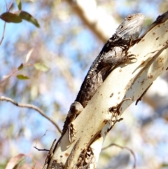 Pogona barbata at Deakin, ACT - suppressed
