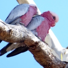 Eolophus roseicapilla (Galah) at Federal Golf Course - 30 Mar 2018 by JackyF