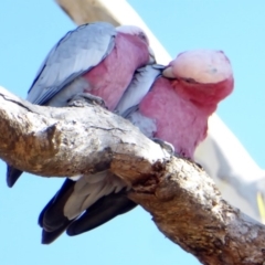 Eolophus roseicapilla at Hughes, ACT - 30 Mar 2018