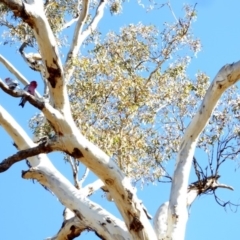 Eolophus roseicapilla at Hughes, ACT - 30 Mar 2018