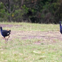 Porphyrio melanotus (Australasian Swamphen) at Eden, NSW - 31 Mar 2018 by RossMannell