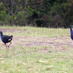 Porphyrio melanotus (Australasian Swamphen) at Eden, NSW - 30 Mar 2018 by RossMannell