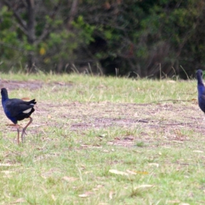 Porphyrio melanotus (Australasian Swamphen) at Eden, NSW - 31 Mar 2018 by RossMannell