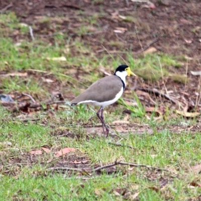 Vanellus miles (Masked Lapwing) at Eden, NSW - 30 Mar 2018 by RossMannell