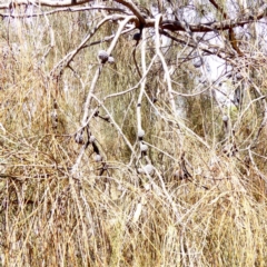 Allocasuarina verticillata at Red Hill, ACT - 1 Apr 2018 11:36 AM