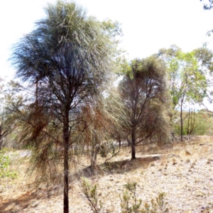 Allocasuarina verticillata at Red Hill, ACT - 1 Apr 2018 11:36 AM