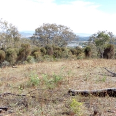 Allocasuarina verticillata at Red Hill, ACT - 1 Apr 2018 11:36 AM