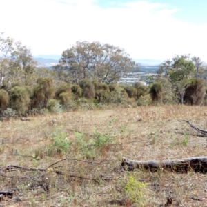 Allocasuarina verticillata at Red Hill, ACT - 1 Apr 2018 11:36 AM