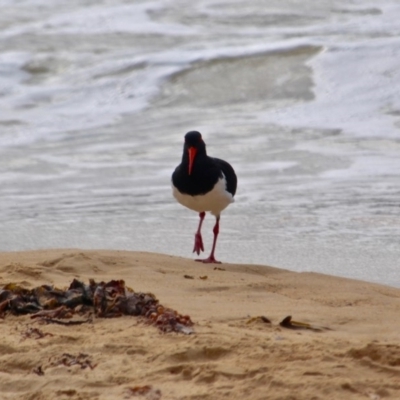 Haematopus longirostris (Australian Pied Oystercatcher) at Eden, NSW - 30 Mar 2018 by RossMannell