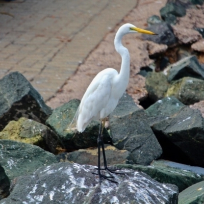 Ardea alba (Great Egret) at Eden, NSW - 31 Mar 2018 by RossMannell