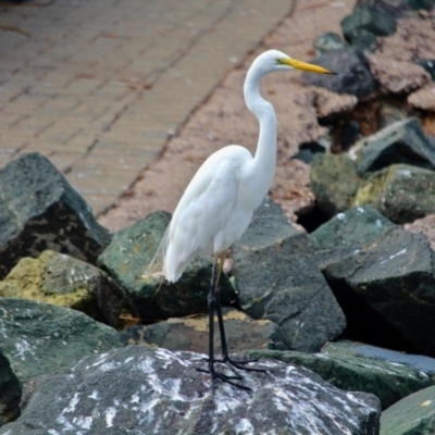 Ardea alba (Great Egret) at Eden, NSW - 30 Mar 2018 by RossMannell