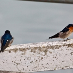 Hirundo neoxena (Welcome Swallow) at Eden, NSW - 31 Mar 2018 by RossMannell