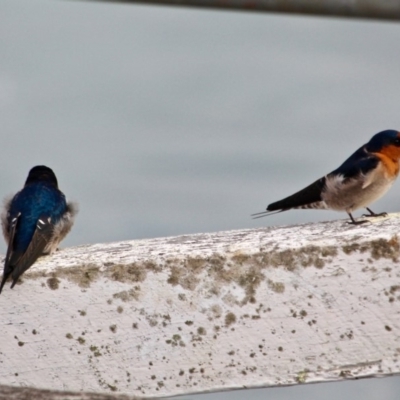 Hirundo neoxena (Welcome Swallow) at Eden, NSW - 31 Mar 2018 by RossMannell