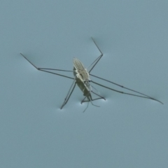 Aquarius antigone (Water strider, pond skater) at Tennent, ACT - 8 Mar 2018 by MichaelBedingfield