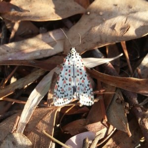 Utetheisa lotrix at Kambah, ACT - 2 Apr 2018 07:51 AM