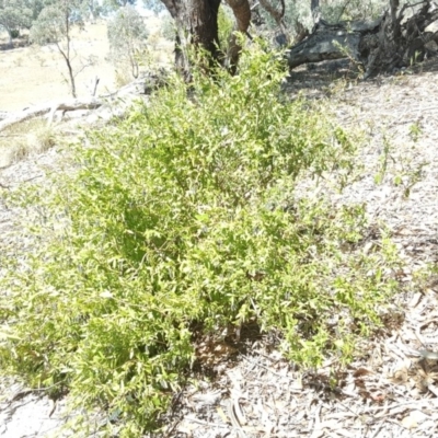 Billardiera heterophylla (Western Australian Bluebell Creeper) at Jerrabomberra, ACT - 2 Apr 2018 by Mike