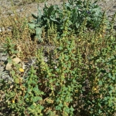 Dysphania pumilio (Small Crumbweed) at Wanniassa Hill - 2 Apr 2018 by Mike