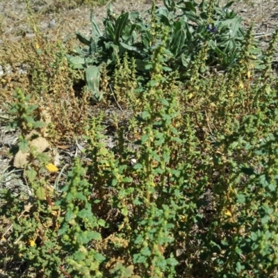 Dysphania pumilio (Small Crumbweed) at Wanniassa Hill - 2 Apr 2018 by Mike