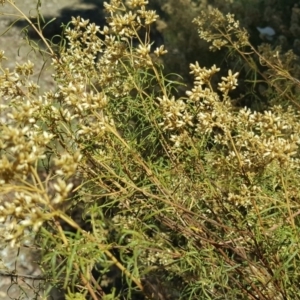 Cassinia quinquefaria at Wanniassa Hill - 2 Apr 2018