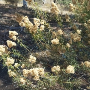 Cassinia quinquefaria at Wanniassa Hill - 2 Apr 2018