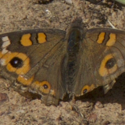 Junonia villida (Meadow Argus) at Majura, ACT - 31 Mar 2018 by jbromilow50