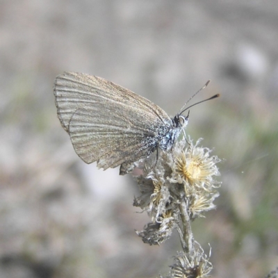 Zizina otis (Common Grass-Blue) at Mount Taylor - 31 Mar 2018 by MatthewFrawley