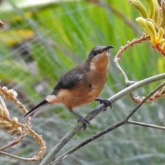 Acanthorhynchus tenuirostris (Eastern Spinebill) at Acton, ACT - 1 Apr 2018 by RodDeb