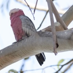 Eolophus roseicapilla (Galah) at Belconnen, ACT - 31 Mar 2018 by Alison Milton