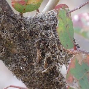 Papyrius nitidus at Garran, ACT - suppressed