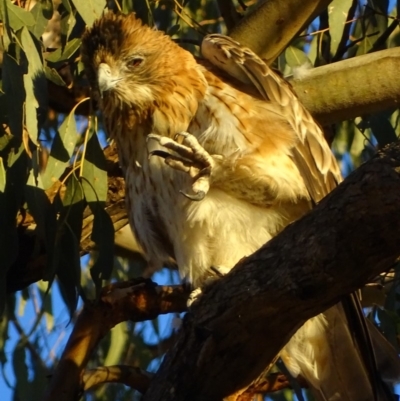 Hieraaetus morphnoides (Little Eagle) at Red Hill, ACT - 28 Mar 2018 by roymcd