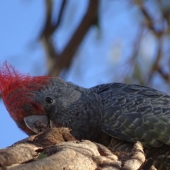 Callocephalon fimbriatum (Gang-gang Cockatoo) at Red Hill, ACT - 1 Apr 2018 by roymcd