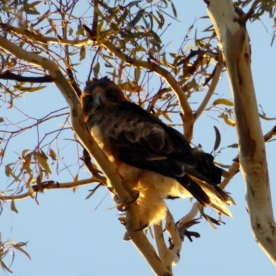 Hieraaetus morphnoides (Little Eagle) at Hughes, ACT - 2 Apr 2018 by JackyF