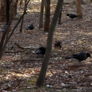 Corcorax melanorhamphos at Deakin, ACT - 2 Apr 2018 04:49 PM